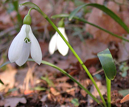 Galanthus trojanus Flora