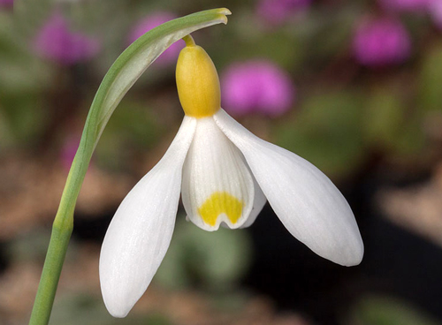 Galanthus x valentinei