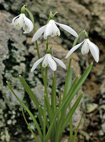 Galanthus Ladegochianus MAP KEH1550 GWI