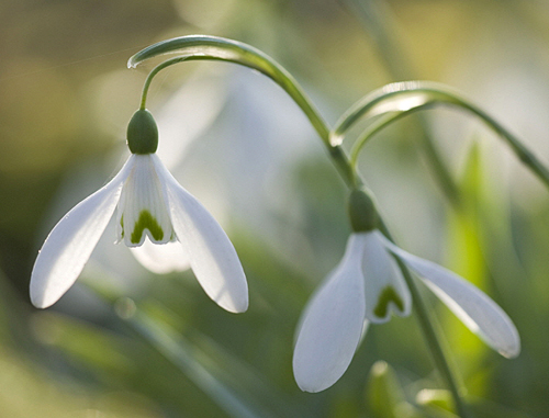 Galanthus Magnet MAP 61780 CNI