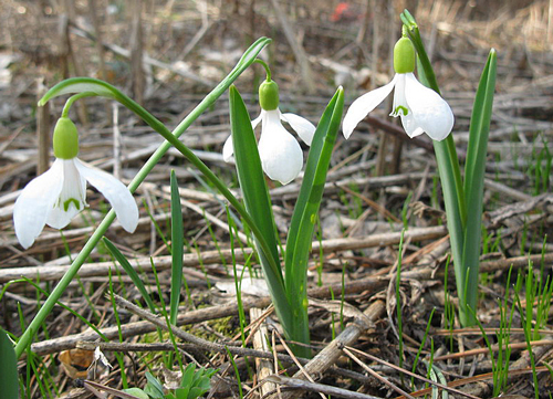 Galanthus alpinus Nature Flora