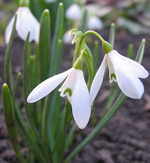 Galanthus angustifolius Flora