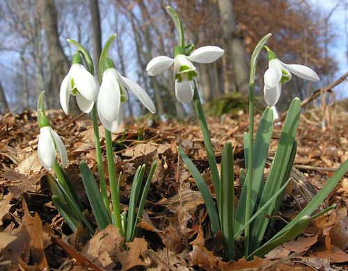 Galanthus cilicicus Nature Flora