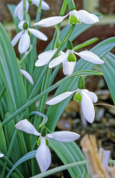 Galanthus elwesii Maximus MAP JMR GIP160125014