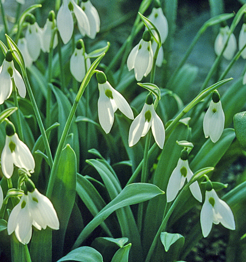 Galanthus elwesii var. monostictus MAP JMR GIP160125013