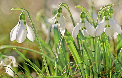 Galanthus gracilis MAP JMR GIP160125002