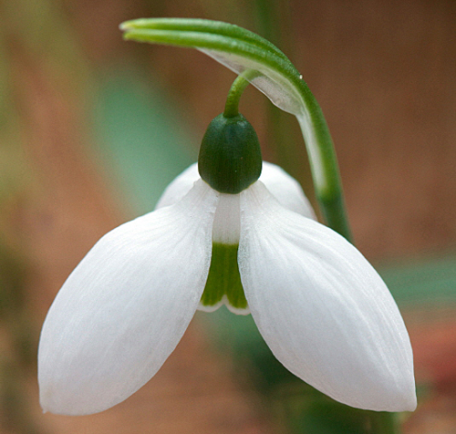 Galanthus ikariae MAP SKT630 GWI