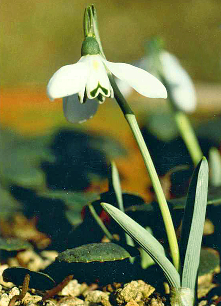 Galanthus koenenianus Cites