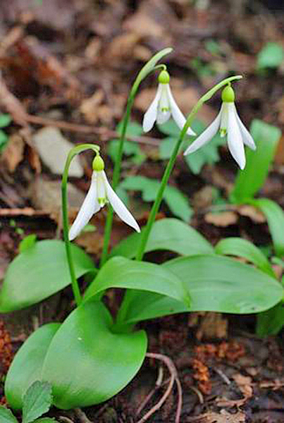 Galanthus krasnovii Flora