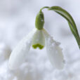 Galanthus nivalis Neige MAP 61824 CNI