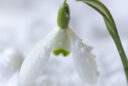 Galanthus nivalis Neige MAP 61824 CNI