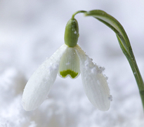 Galanthus nivalis Neige MAP 61824 CNI