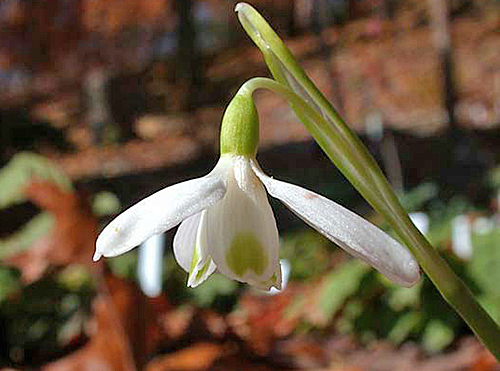 Galanthus peshmenii