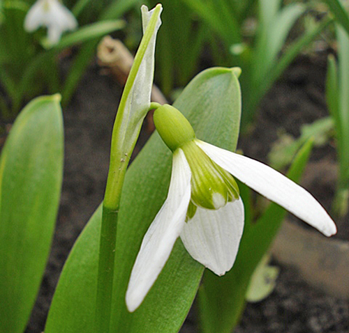 Galanthus platyphyllus Flora