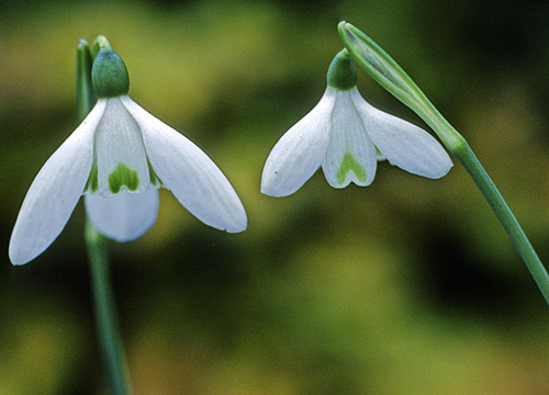 Galanthus reginae olgae MAP JMR GIP160125010