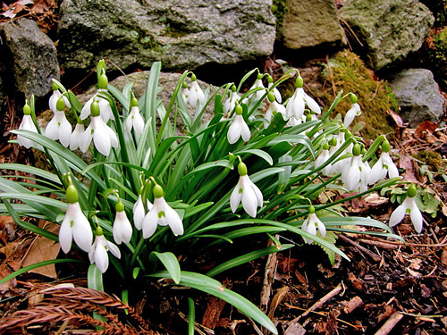 Galanthus rizehensis Flora