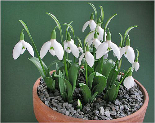 Galanthus transcaucasicus