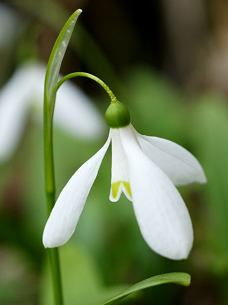 Galanthus woronowii Alexander Klink