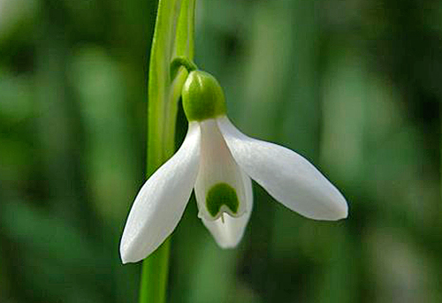 Galanthus x allenii Flora