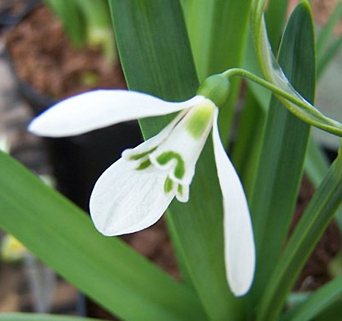 galanthus fosteri