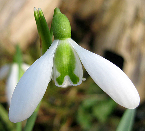 galanthus plicatus Flora