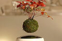 Hoshinchu Air Bonsai