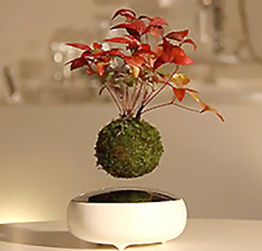 Hoshinchu Air Bonsai