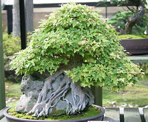 Acer buergerianum bonsai Mioulane MAP 0001953