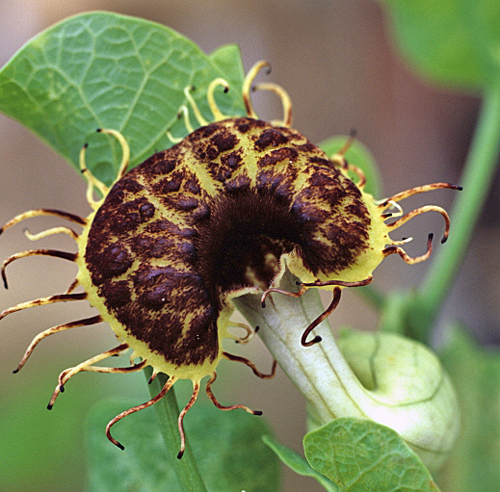 Aristolochia fimbriata MAP GIP0016438