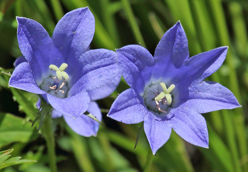 Campanula lasiocarpa