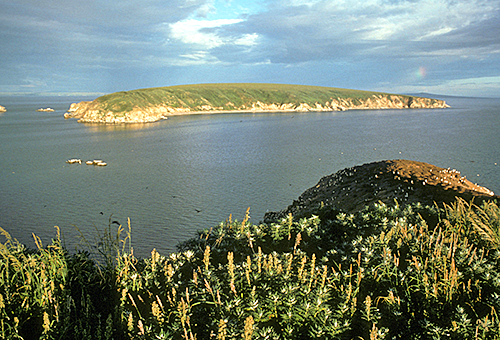 Chamisso Island Wilderness