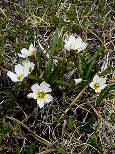 Claytonia eschscholtzii Alaska