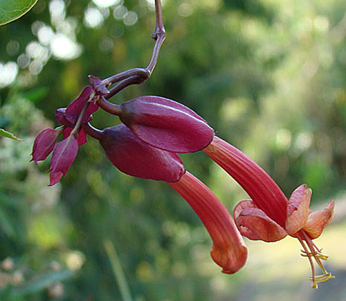 Dolichandra cynanchoides Flora