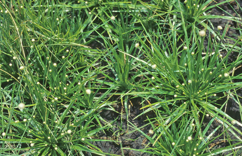 Eriocaulon buergerianum Flora