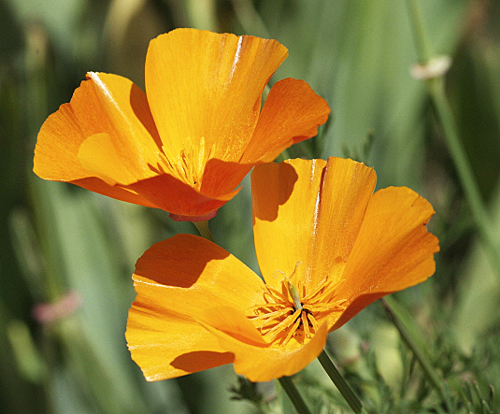 Eschscholzia Pasquel MAP NPAC 101121056