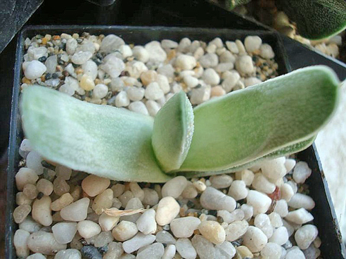 Gasteria schweickerdtiana Flora