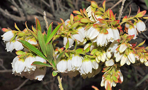 Gaylussacia angustifolia