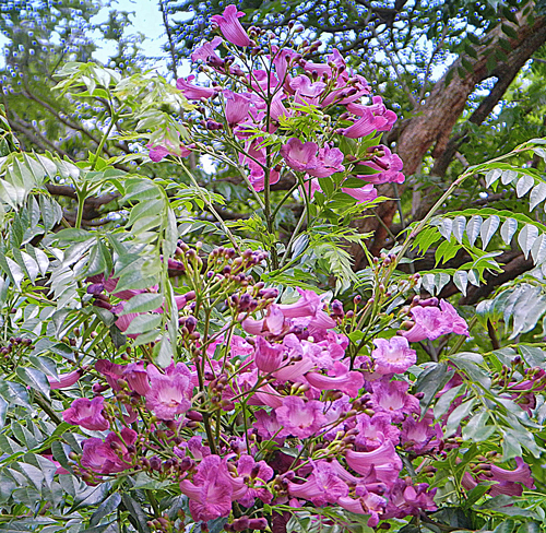 Jacaranda micrantha Jodie