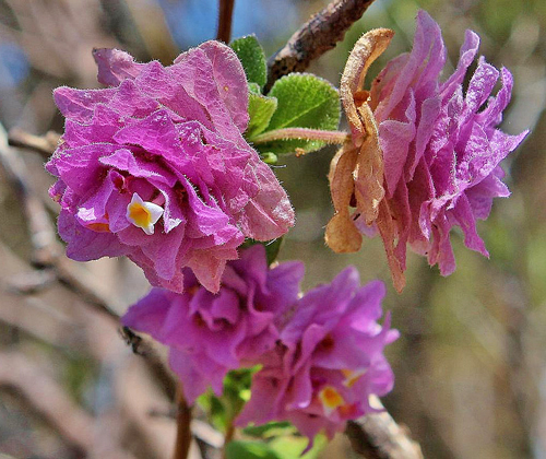 Lippia florida Flora