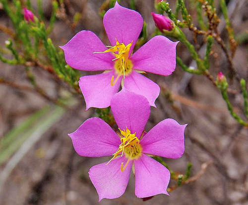 Microlicia fulva Flora