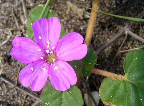 Okenia hypogaea Flora