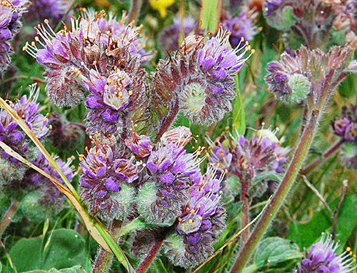 Phacelia californica Flora