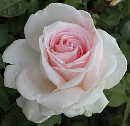 Rose Francis Meilland Flora