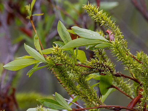 Salix pulchra Alaska USA