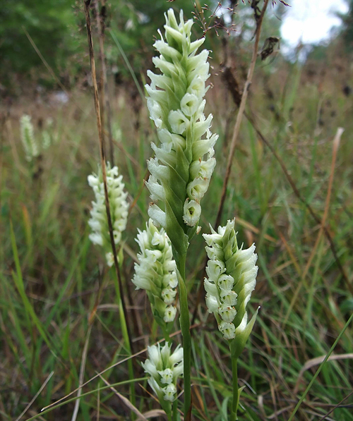 Spiranthes romanzoffianaFlora