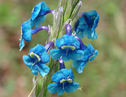 Stachytarpheta gesnerioides Joao de Deus Medeiros