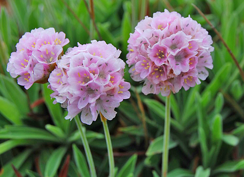 armeria berlangensis Flora