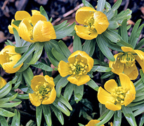 Eranthis Hyemalis MAP GIP0093599