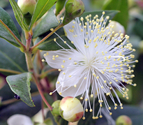 Myrtus communis MAP MHJ6583 GWI