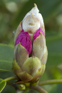 Bourgeon rhododendron MAP FTO 13050312959